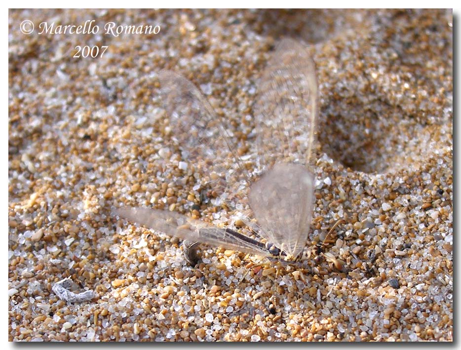 Incontri fra le dune: Myrmeleon hyalinus distinguendus